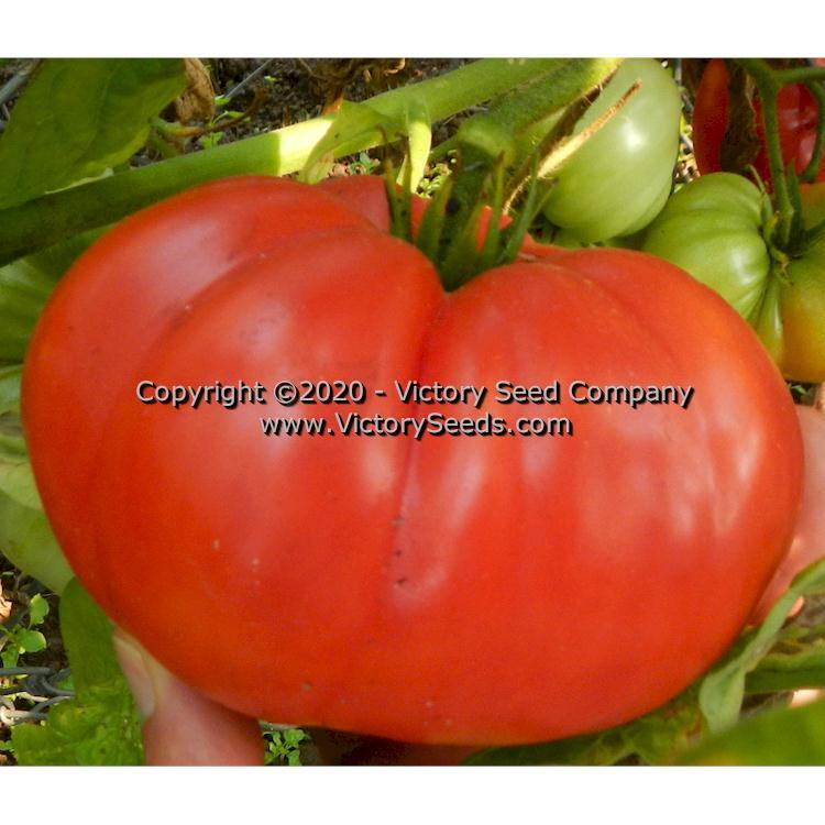 Dwarf Zoe's Sweet Tomato