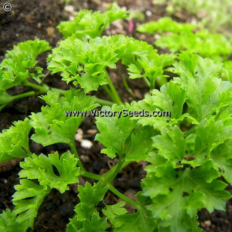 Hamburg Rooted Parsley