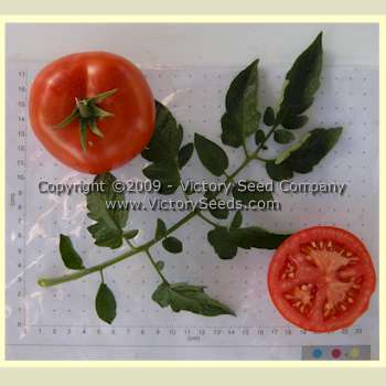 Louisiana Red Tomato