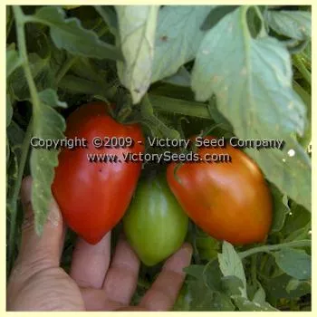 Mama Leone Tomato