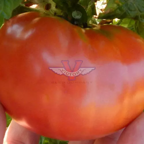Dwarf Arctic Rose Tomato