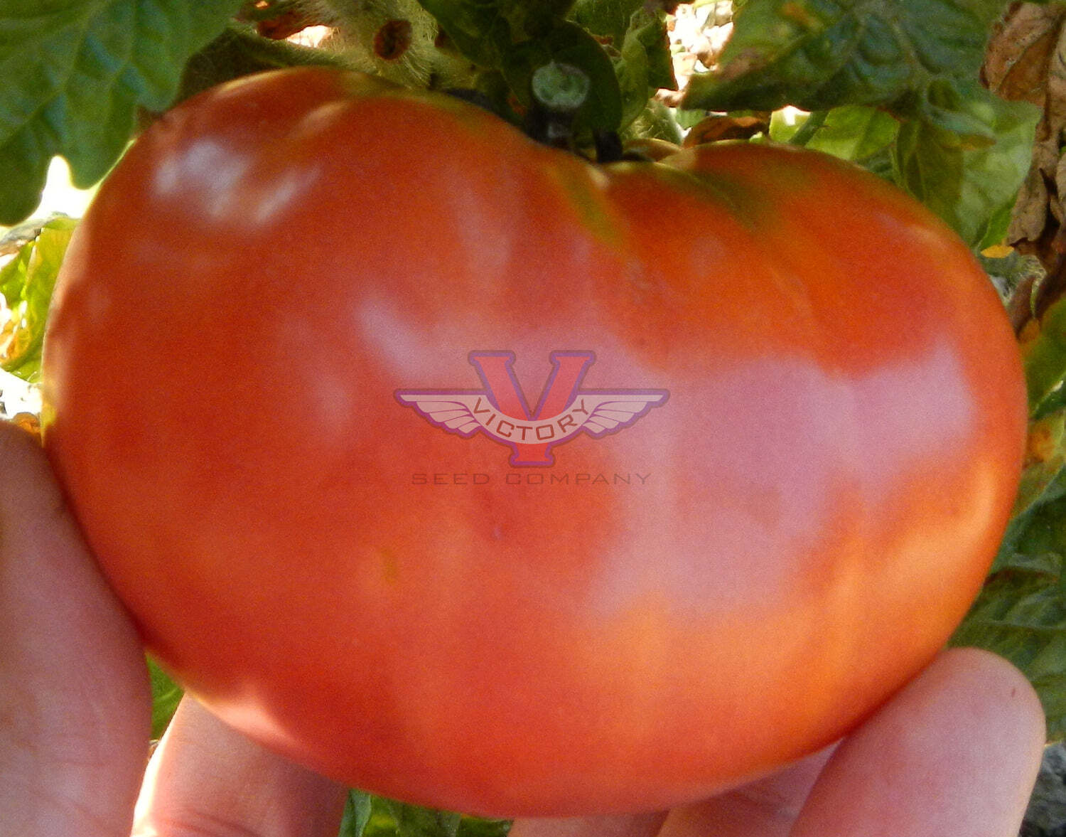 Dwarf Arctic Rose Tomato