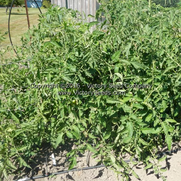 Cherokee Chocolate Tomato