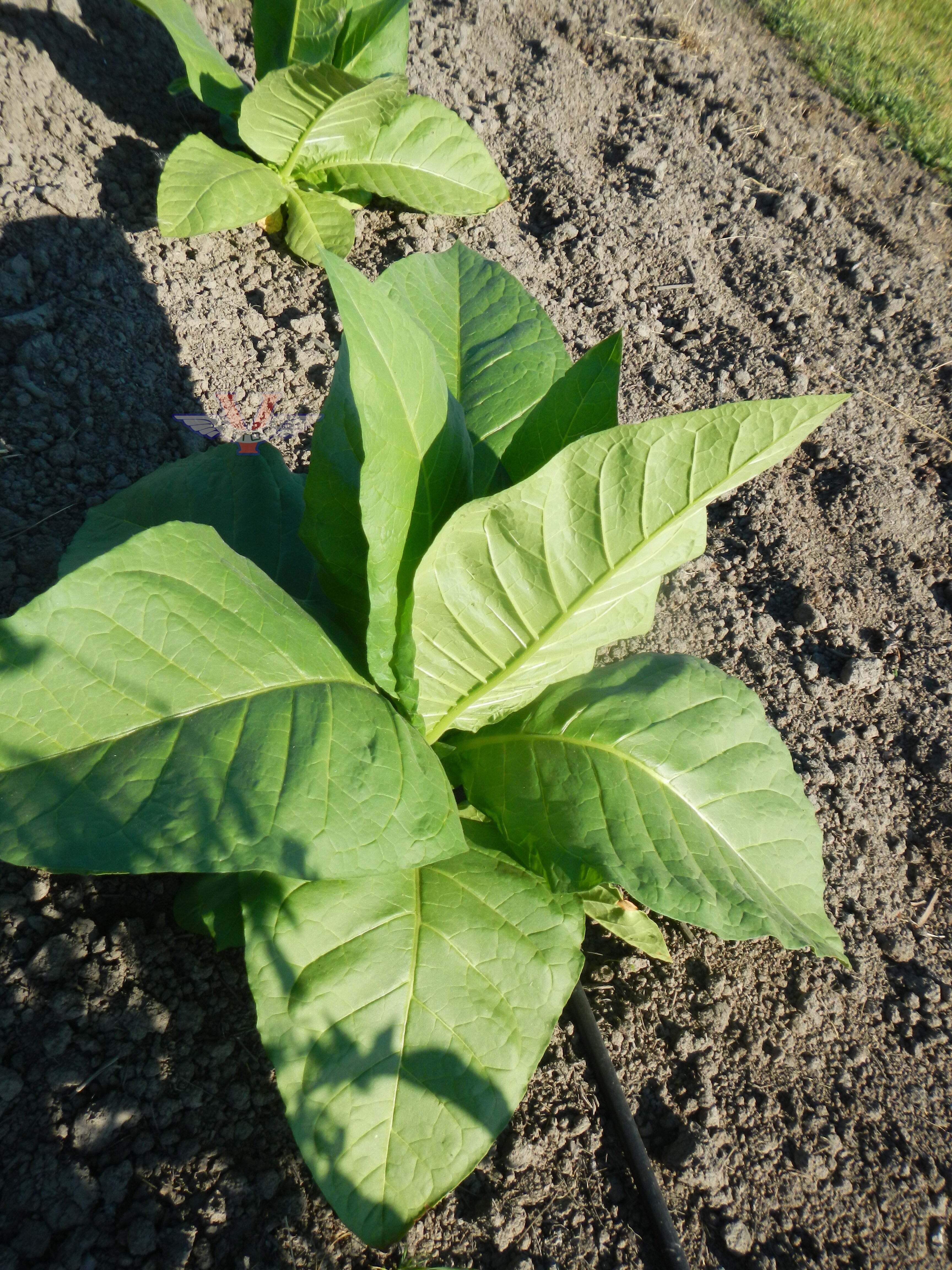 Catterton Tobacco