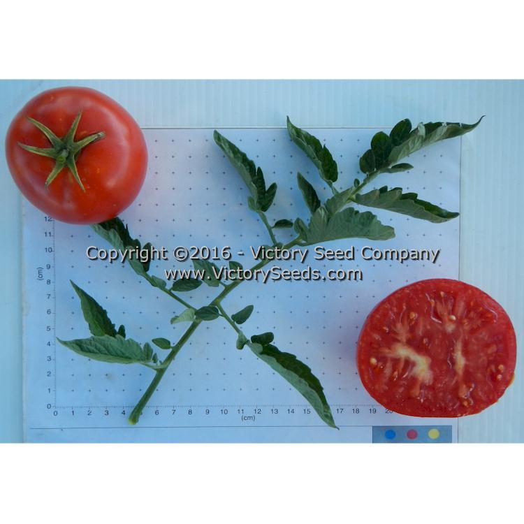 Norton (Norton WR) Tomato