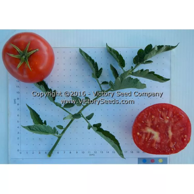 Norton (Norton WR) Tomato