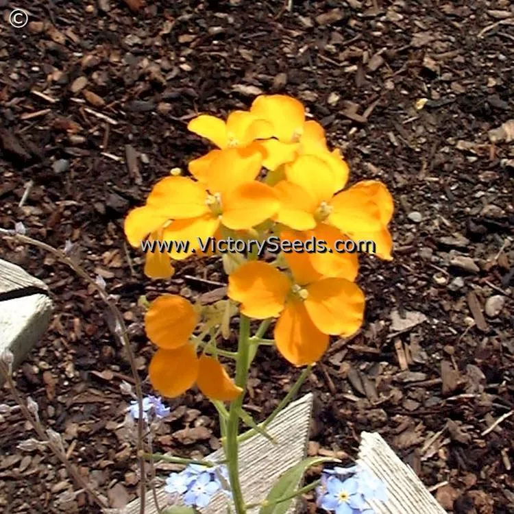 Siberian Wallflower