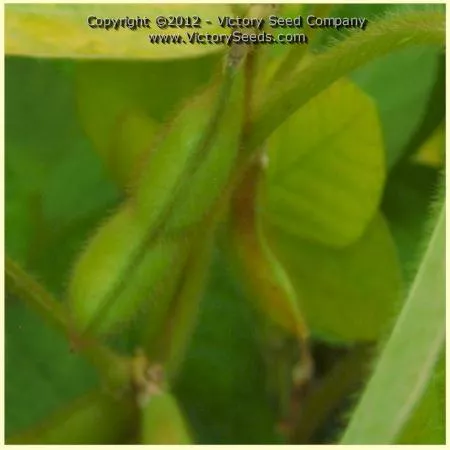 Oosodefuri Soybean