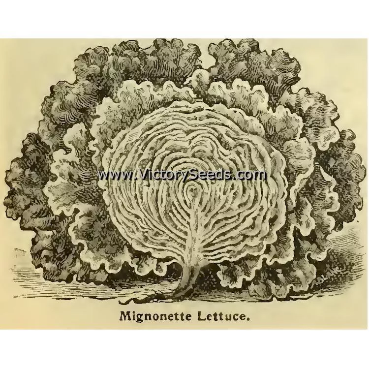 Bronze Mignonette Butterhead Lettuce