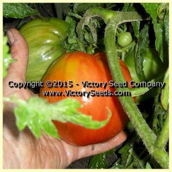 Australian Giant Oxheart Tomato