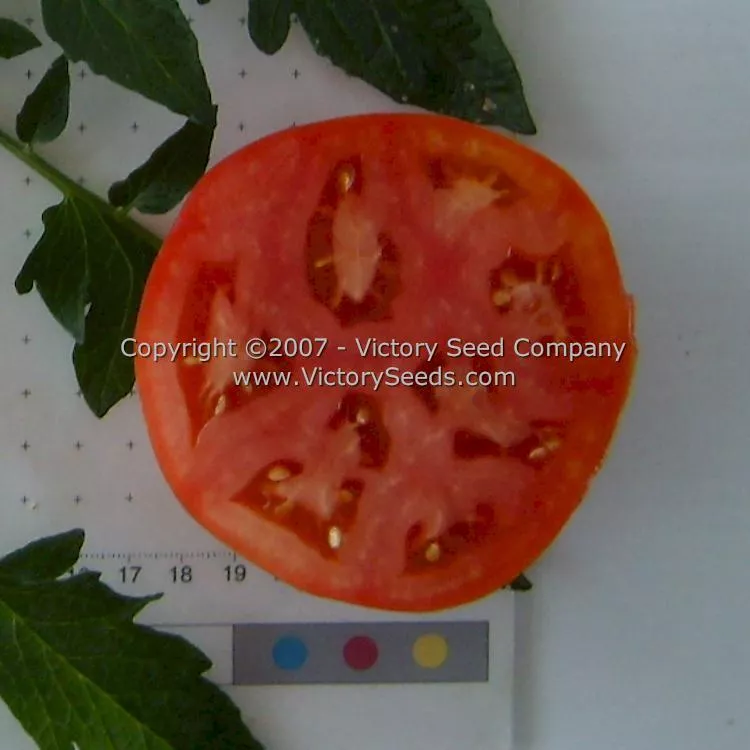 Ace 55 VF Tomato