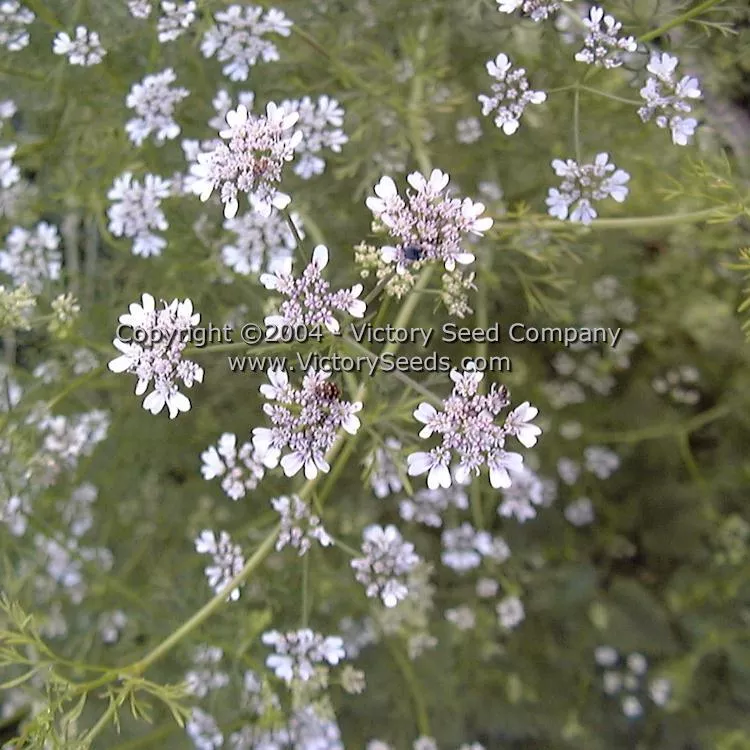 Coriander (Cilantro) - Slow Bolt