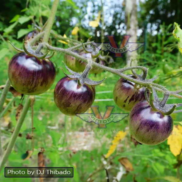 Black Strawberry Tomato