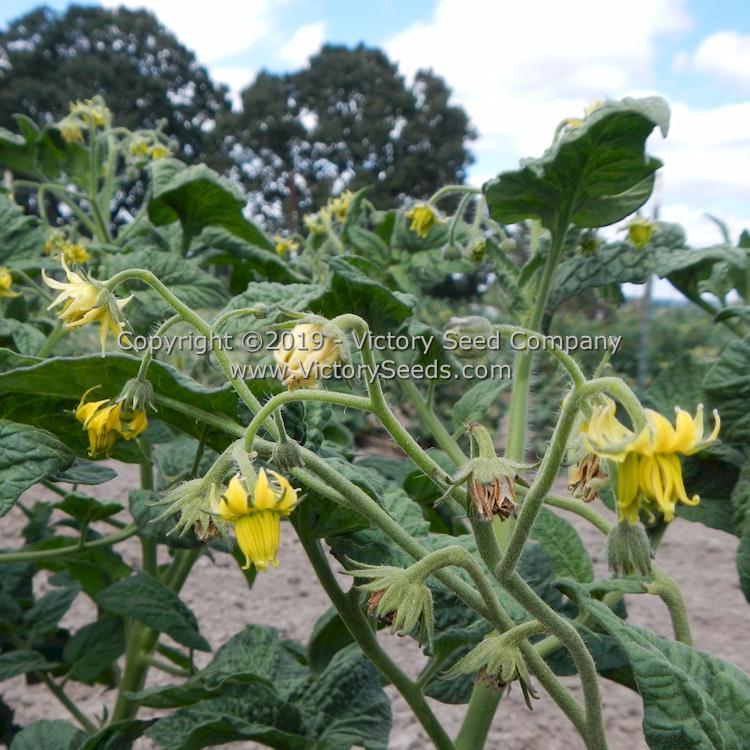 Dwarf Vince's Haze Tomato