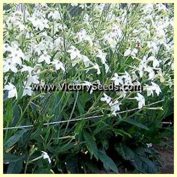 Jasmine Tobacco