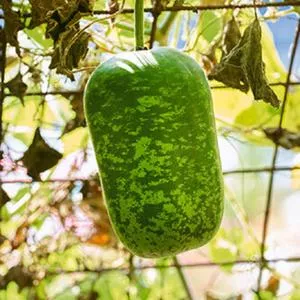 Apple Gourd
