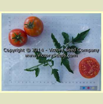 Marvana Tomato