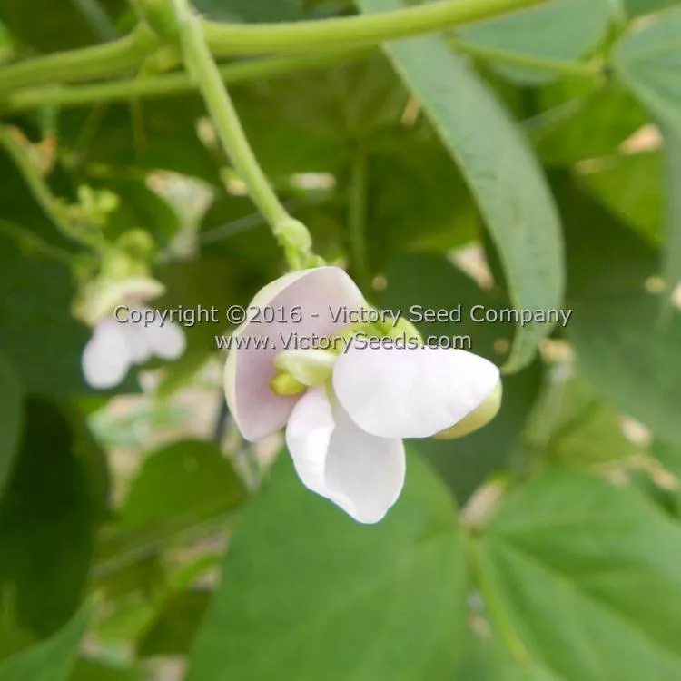 Romano Pole Green Garden Bean