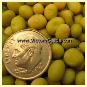 Kosodiguri Extra Early Soybean