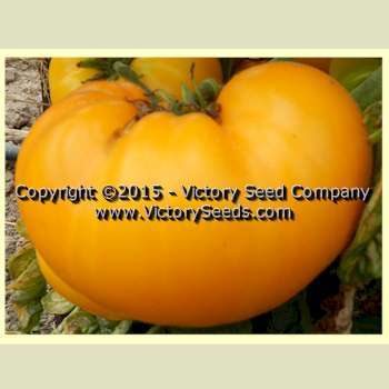 Sean's Yellow Dwarf Tomato