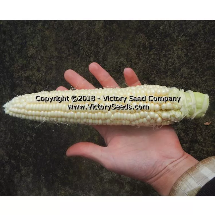 Six Shooter Sweet Corn