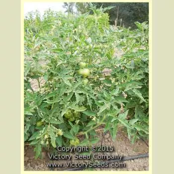 Dwarf Golden Heart Tomato