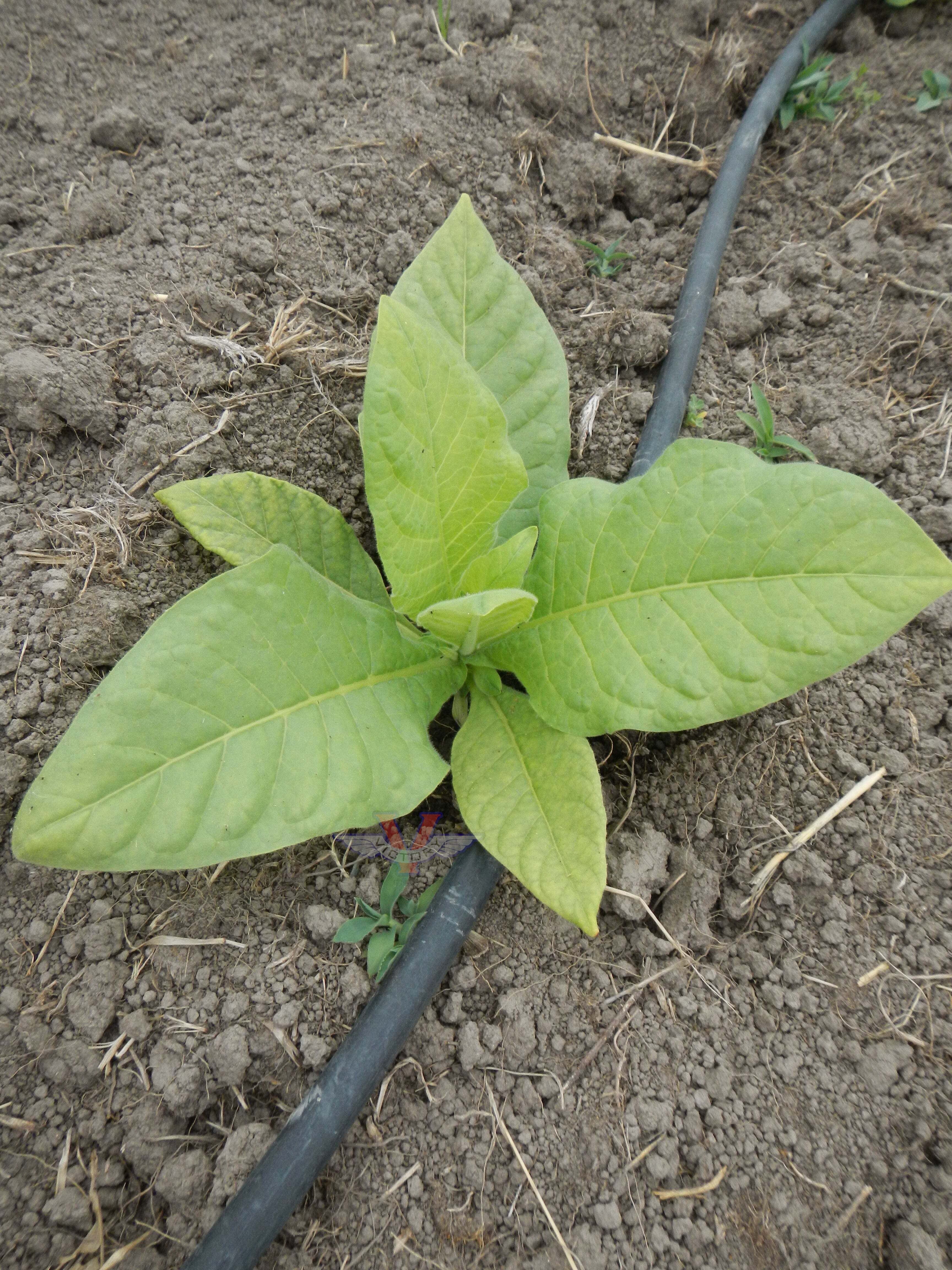Gold Leaf Tobacco