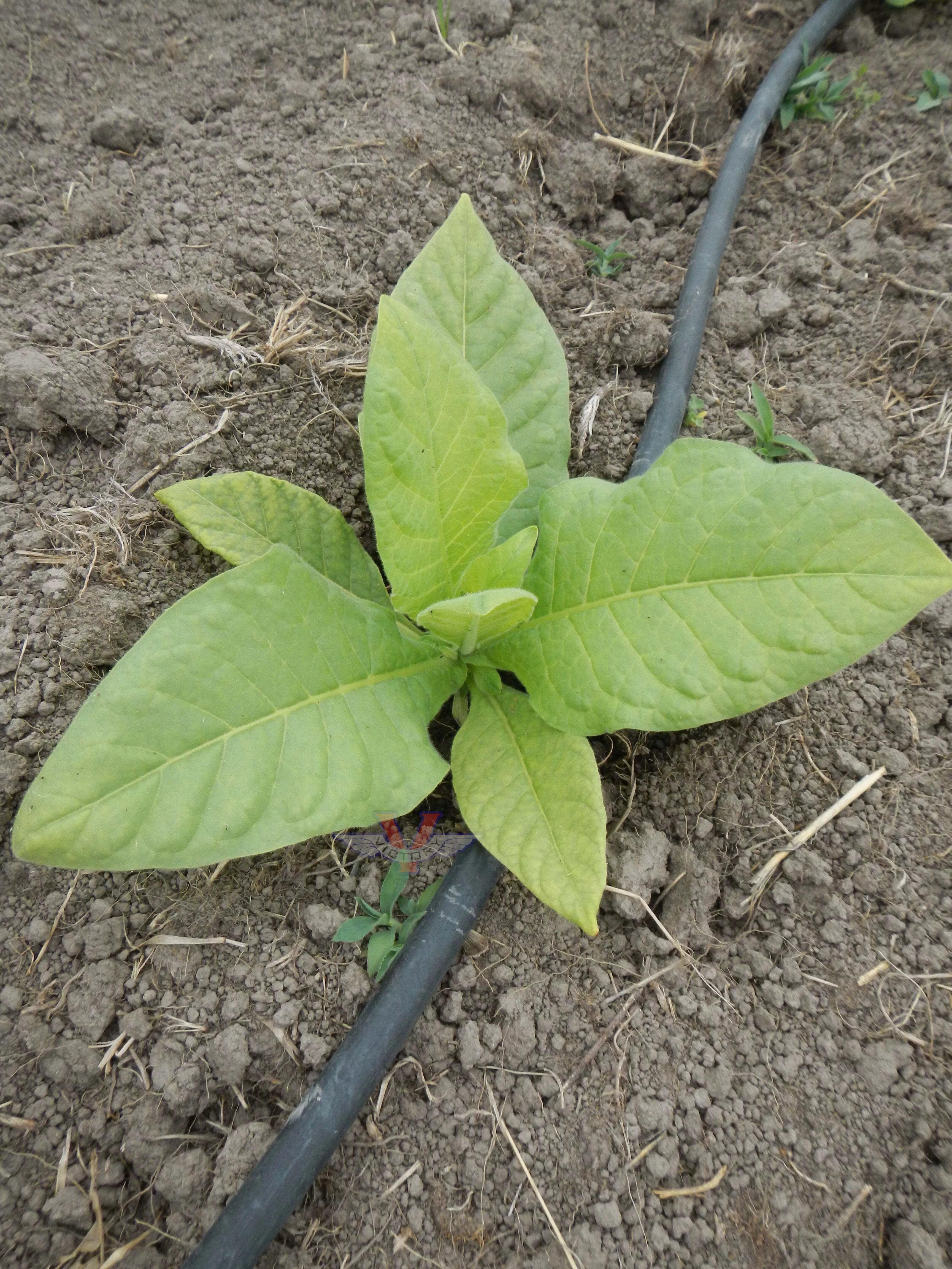 Gold Leaf Tobacco