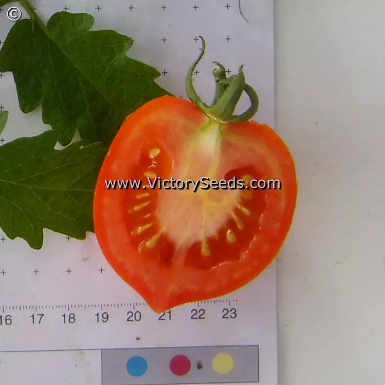Yubileyny Tarasenko Tomato