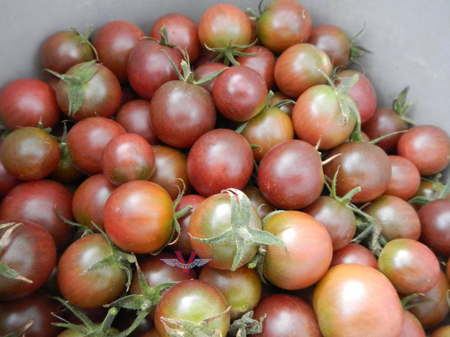 Black Cherry Tomato