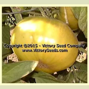 Green Giant Tomato
