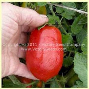 Schiavone Italian Paste Tomato