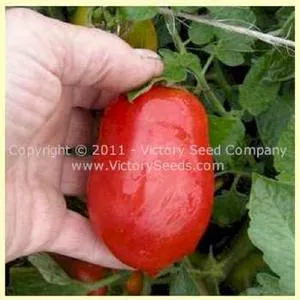 Schiavone Italian Paste Tomato