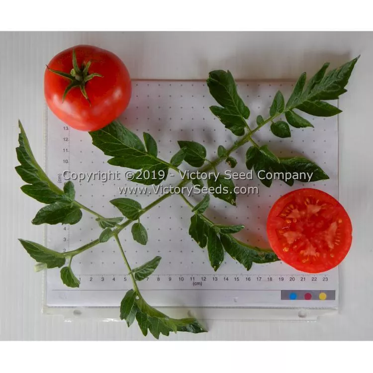 Kanora Tomato