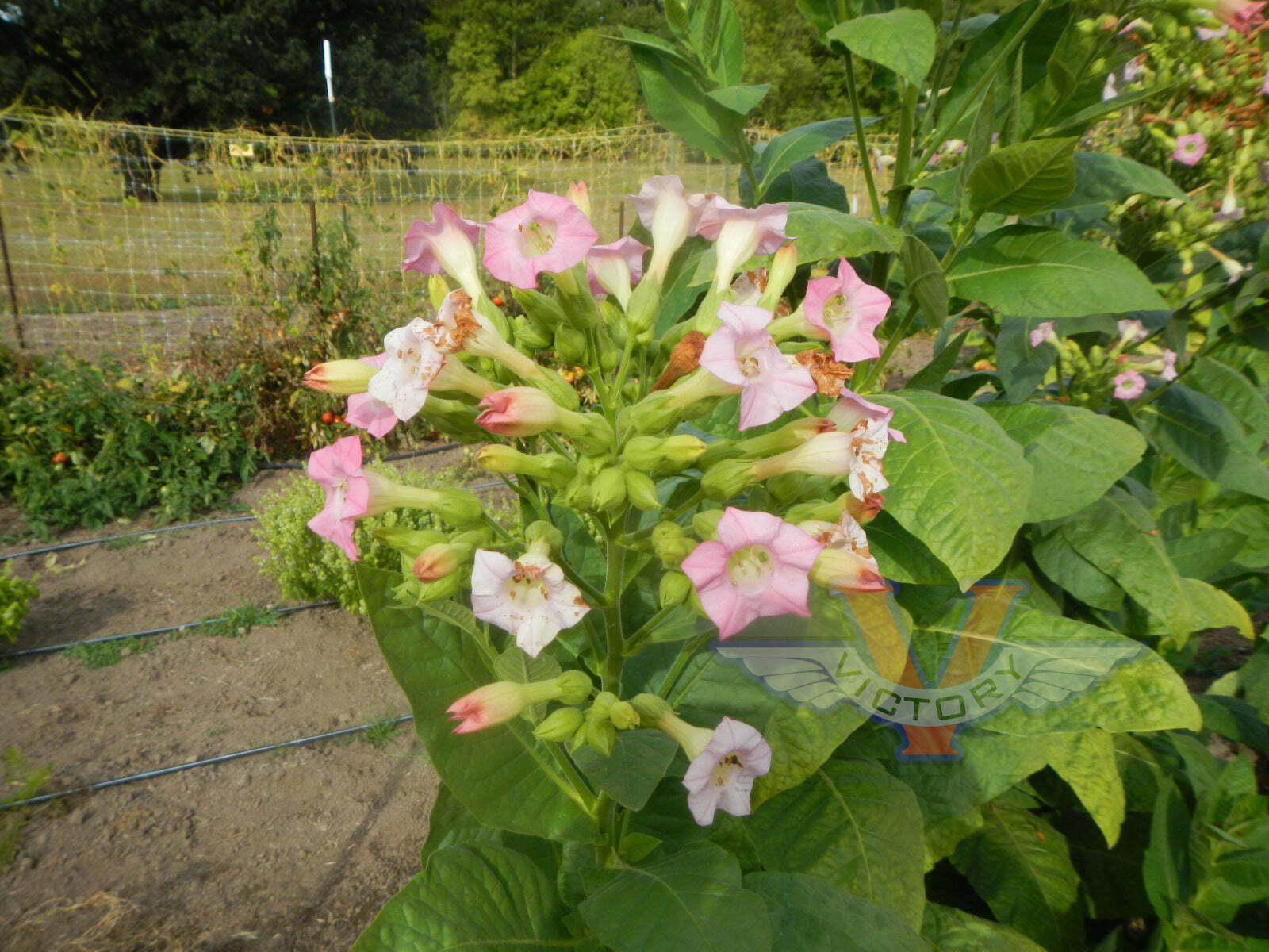 Smyrna Tobacco