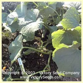 Poinsett 76 Cucumber