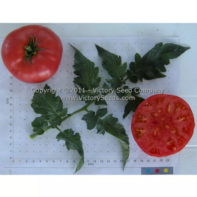 New Big Dwarf Tomato