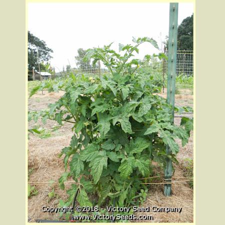 Dwarf Confetti Tomato