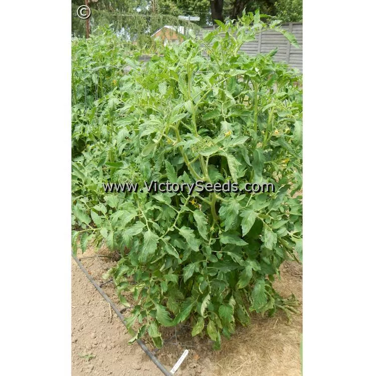 Carter's Mortgage Lifter Tomato