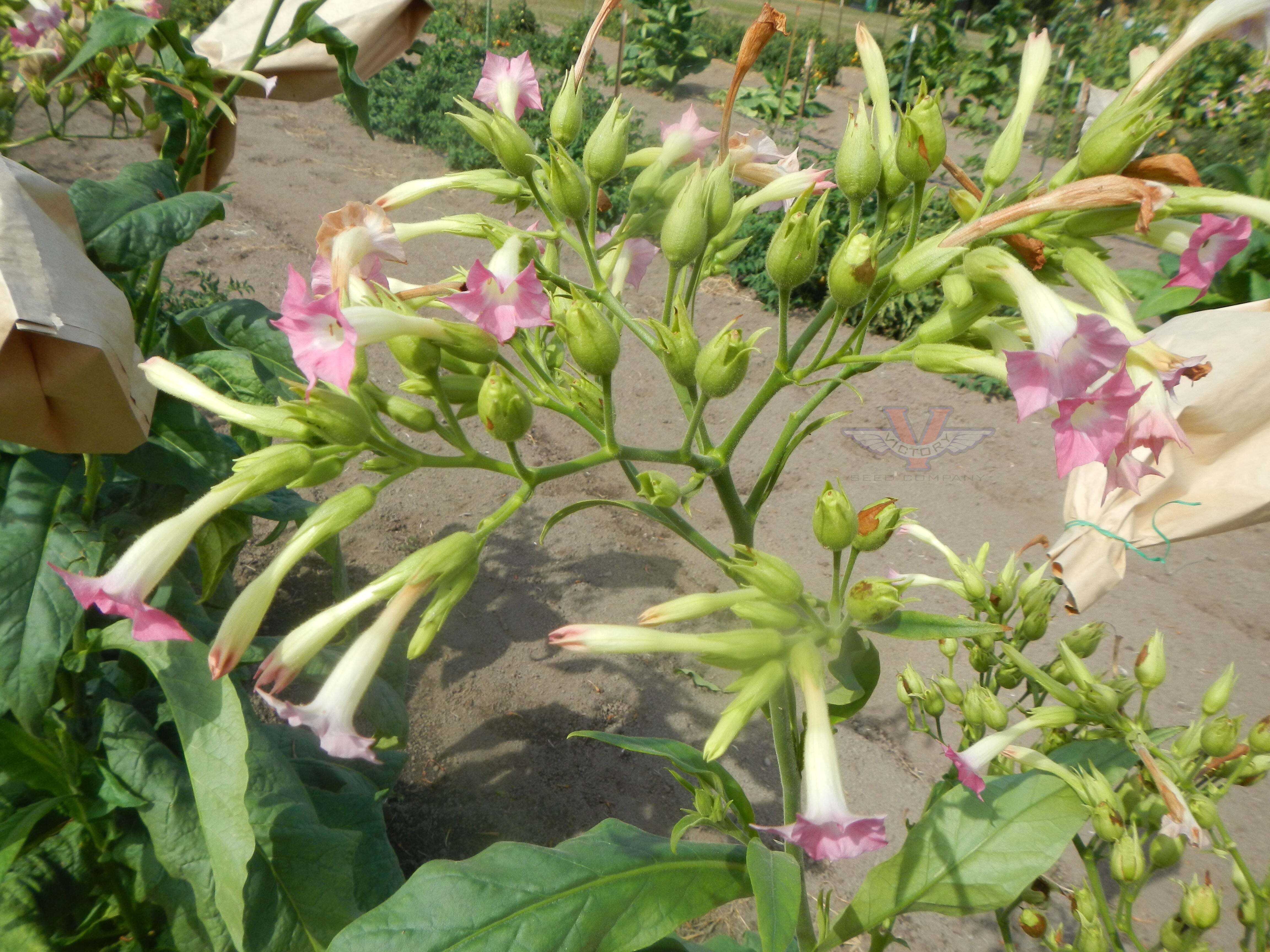 Gold Leaf Tobacco