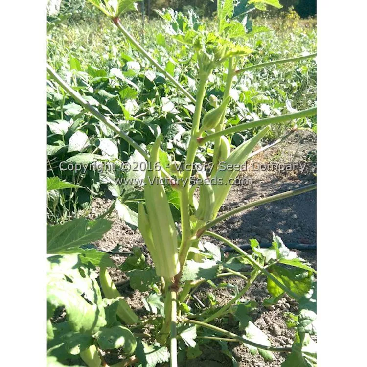Mama Payton's Okra