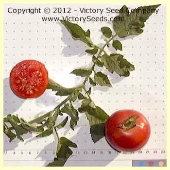Early Detroit Tomato