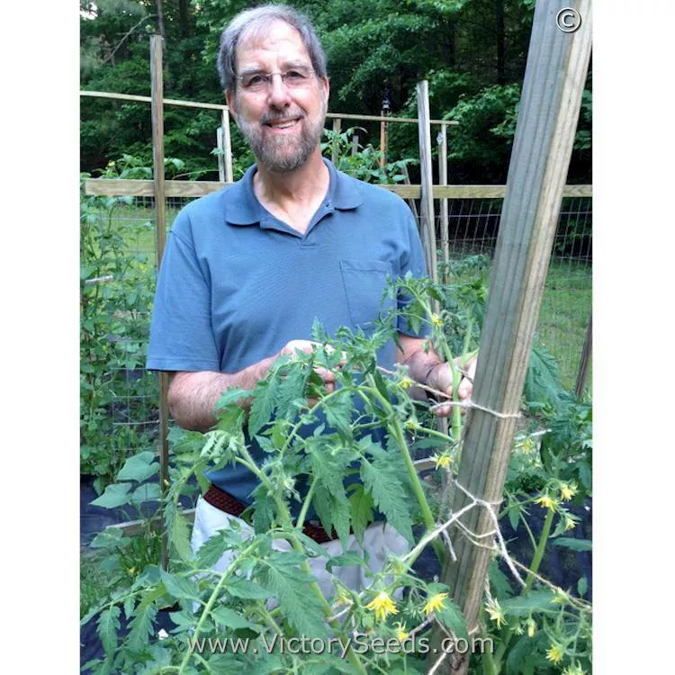 Cherokee Purple Heart Tomato