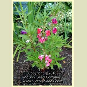 Rose Balsam