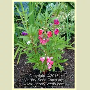 Rose Balsam