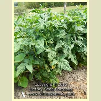 Dwarf Sweet Sue Tomato