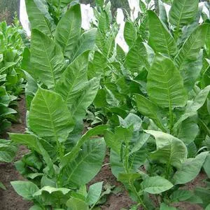 Black Sea Samsun Tobacco