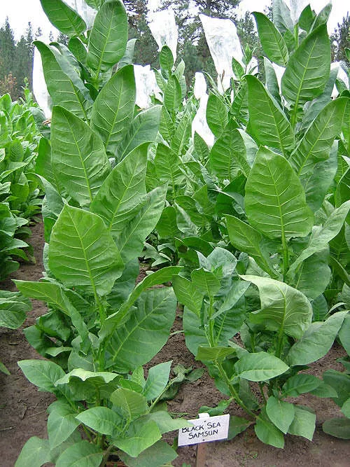 Black Sea Samsun Tobacco