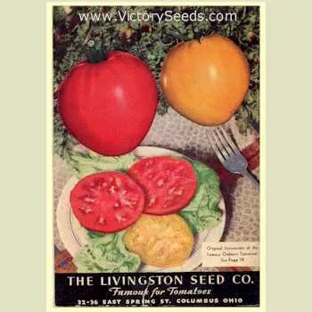 Livingston's Giant Oxheart Tomato