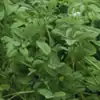 Fenugreek